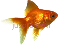金鱼PNG
