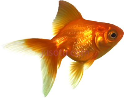 金鱼,goldfish PNG