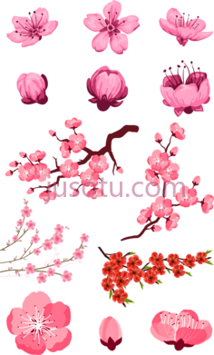 桃红樱花PNG