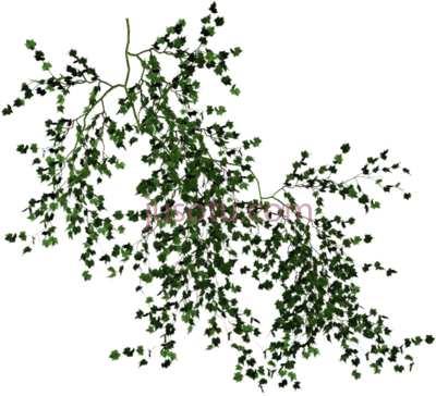 藤蔓,vines PNG
