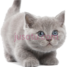 猫咪,动物 PNG