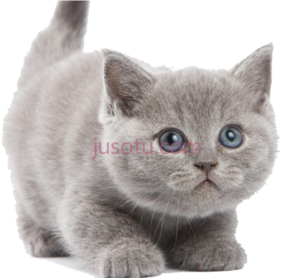 猫咪,kittens white PNG