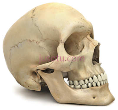 颅骨,skeleton skull human body PNG