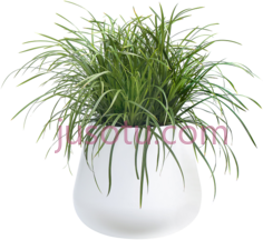 植物花盆PNG
