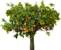 果树PNG