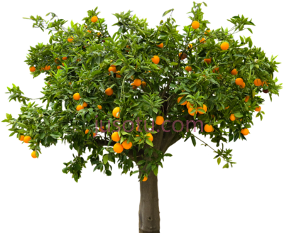 果树,fruit tree PNG