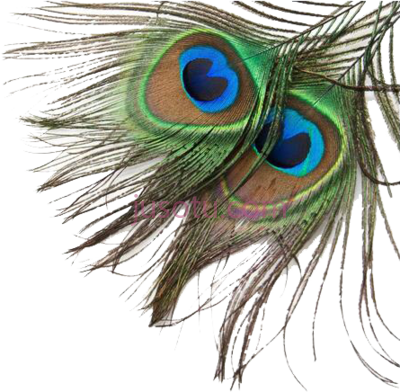 孔雀羽毛,bird feather peafowl peacock PNG