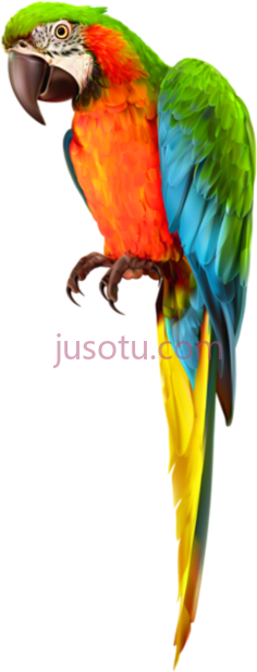 金刚鹦鹉PNG