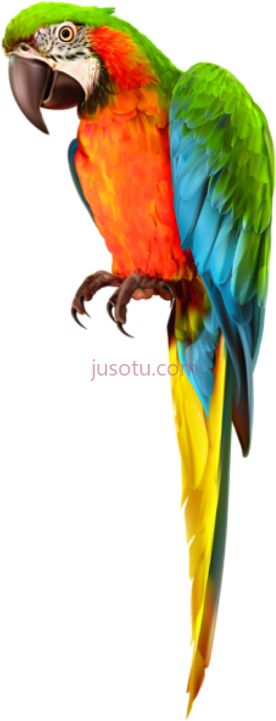 金刚鹦鹉,parrot macaw PNG
