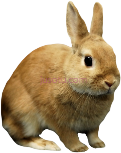 兔子,rabbit bunny PNG