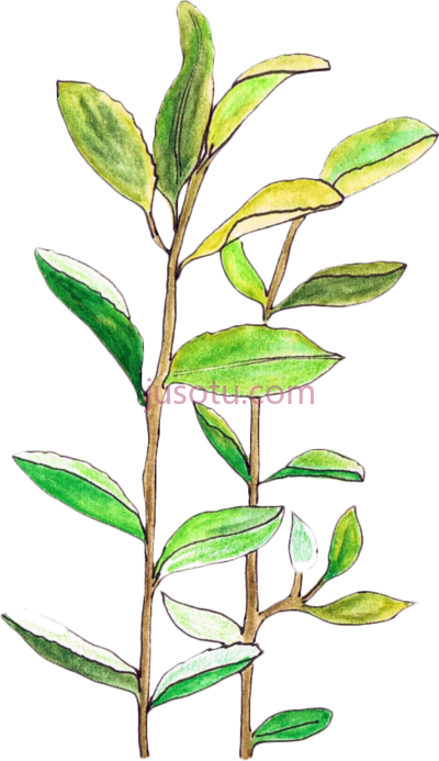 叶片,plant leaves PNG