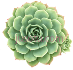 多肉植物PNG