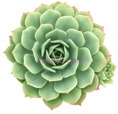 多肉植物,succulent plant PNG