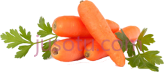 胡萝卜PNG