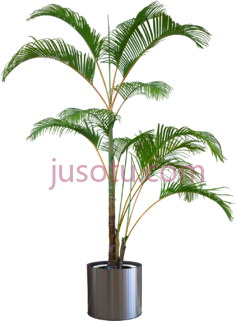 室内植物,盆栽 PNG