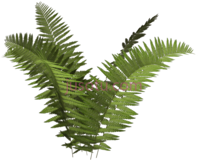 蕨类,fern different plant PNG
