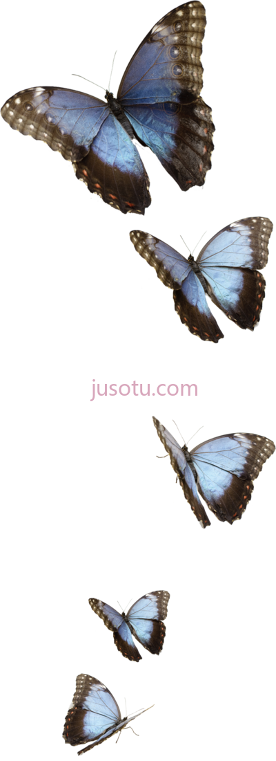 蓝蝴蝶,blue butterfly PNG