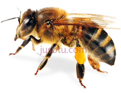 蜜蜂,abeja honey bee PNG