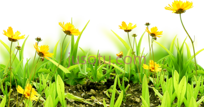 花卉,sky grass floral PNG