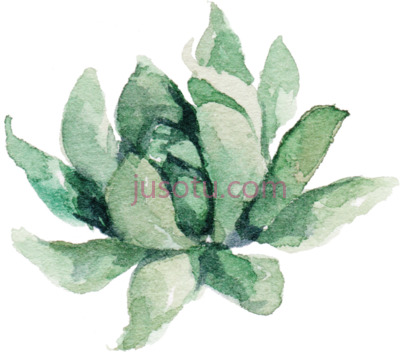 多肉,succulent water plants PNG