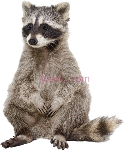 浣熊,raccoon PNG