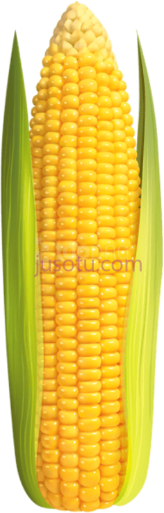 玉米芯PNG