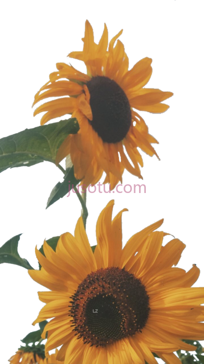 太阳花,sunflower retro vintage 70s PNG