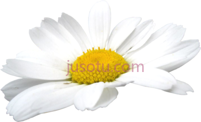 甘菊,camomile chamomile PNG