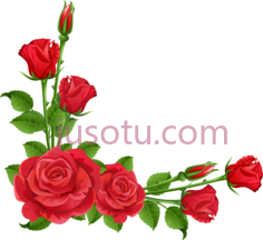 玫瑰,花 PNG