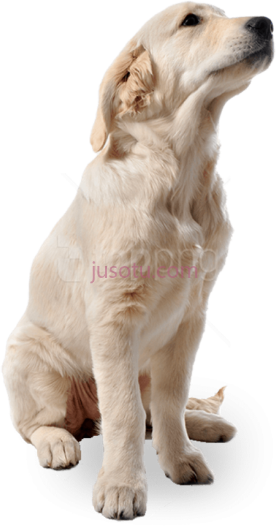 狗,dog PNG