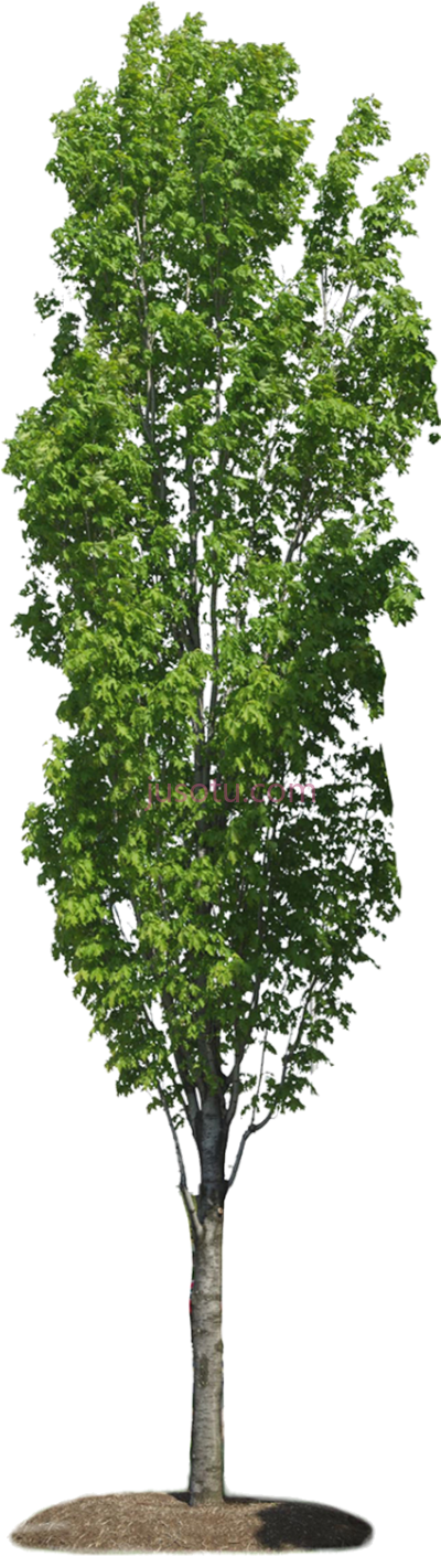 灌木树木,arbres bushes and trees cut out PNG