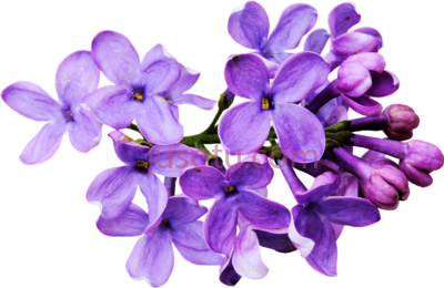 薰衣草色,flores moradas lavender color flower PNG