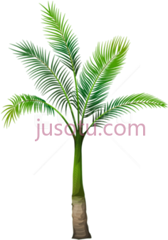 棕榈PNG