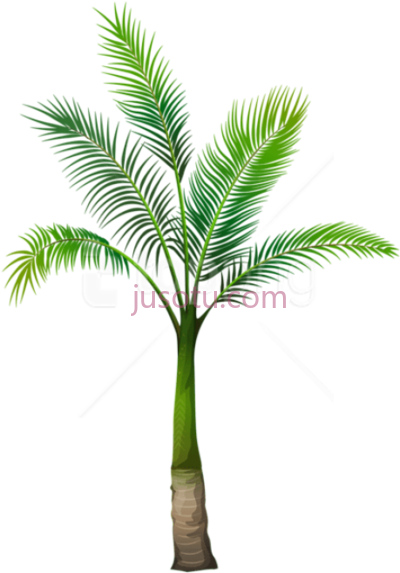 棕榈,palm PNG
