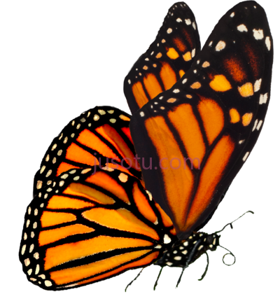 帝王蝶,monarch butterfly PNG