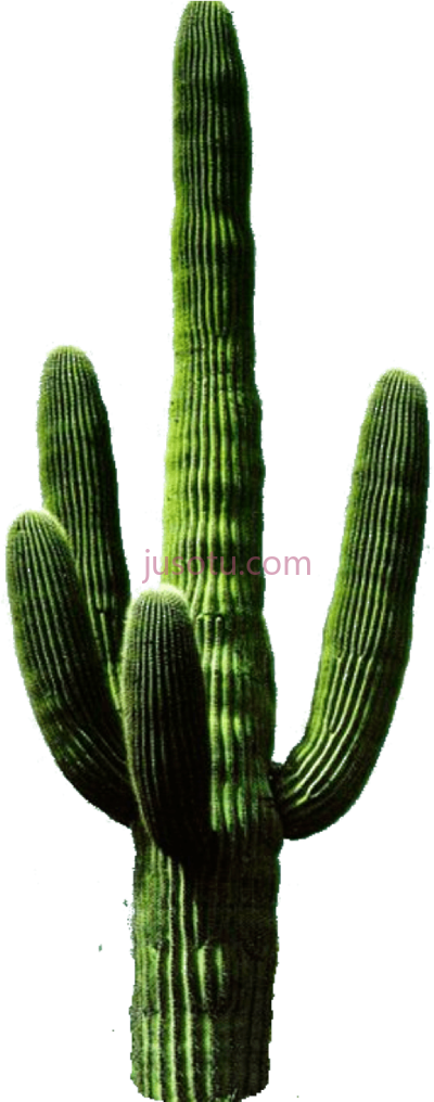 仙人掌,cactus PNG