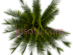 棕榈PNG