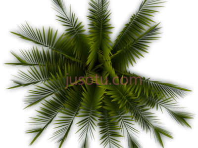 棕榈,palm PNG
