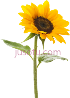向日葵PNG