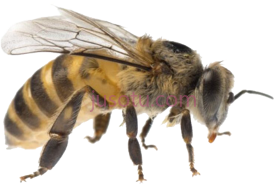 蜜蜂,bee PNG