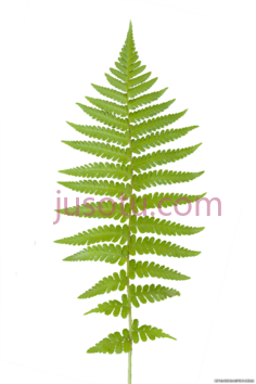 蕨类PNG