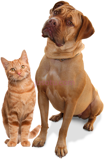 狗,dog description PNG