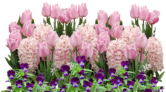 春花PNG