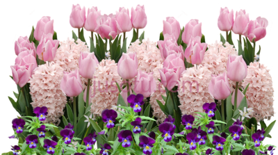春花,spring tulips PNG