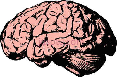 大脑,brain PNG