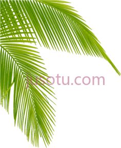 棕榈叶,树木 PNG