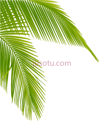 棕榈叶,palm leaves PNG