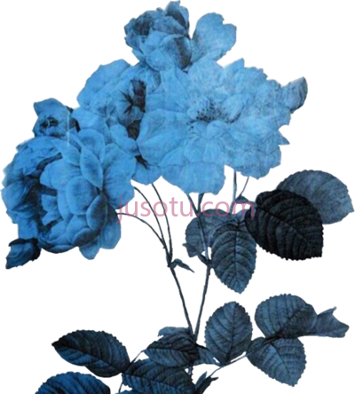 蓝色花,flower blue PNG