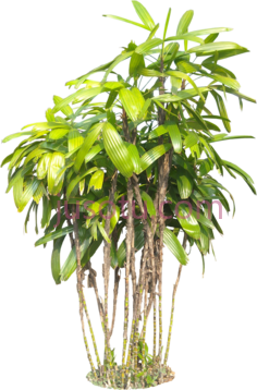 热带植物, PNG