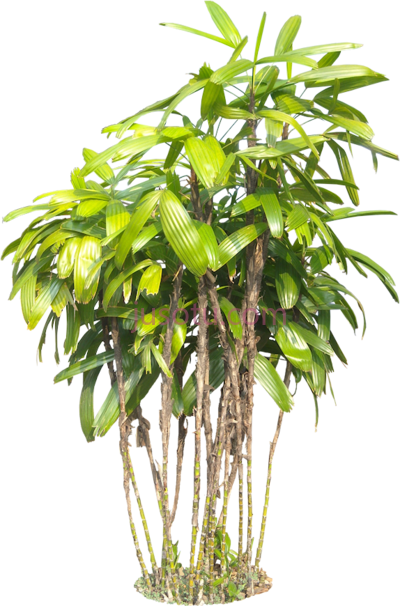 热带植物,tropical plants PNG